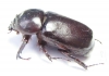 Dynastinae sp.  Panama - INSECTS-STORE.RU