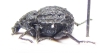 Brachycerus lutosus  Georgia - INSECTS-STORE.RU
