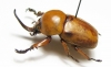 Ceroplophana modiglianii borneensis  Malaysia, Borneo - INSECTS-STORE.RU