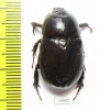 Dynastinae sp.  Panama - INSECTS-STORE.RU