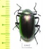 Tenebrionidae sp.  Australia - INSECTS-STORE.RU