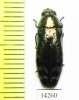 Coraebus florentinus  France - INSECTS-STORE.RU