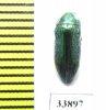Buprestidae sp.  India, Rajasthan - INSECTS-STORE.RU