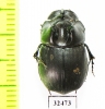 Copris sp.  South Africa Rep. - INSECTS-STORE.RU