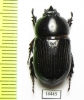 Dynastinae sp.  Indonesia, Papua - INSECTS-STORE.RU