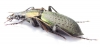 Carabus (Coptolabrus) jankowskii, male  Russia, Far East - INSECTS-STORE.RU