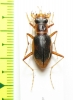 Phaeoxantha aequinoctialis  Peru - INSECTS-STORE.RU