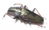 Scatopyrodes beltii  Costa Rica 40mm - INSECTS-STORE.RU