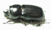 Dynastinae sp.  Indonesia, Papua - INSECTS-STORE.RU