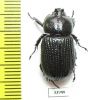 Phileurini sp.  Panama - INSECTS-STORE.RU