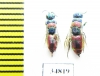 Chrysididae sp.  Russia, Moscow reg. - INSECTS-STORE.RU