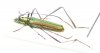 Chloridolum lameeri  China, Gansu prov. - INSECTS-STORE.RU