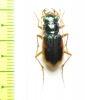 Megacephala australasiae, female  Australia - INSECTS-STORE.RU