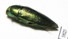 Sphenoptera scovitzi  Tajikistan - INSECTS-STORE.RU