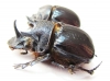 Heliocopris minos, pair  Zambia - INSECTS-STORE.RU