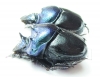 Diastellopalpus thomsoni, pair  Tanzania - INSECTS-STORE.RU