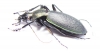 Carabus (Coptolabrus) jankowskii fusanus, male  S.Korea - INSECTS-STORE.RU