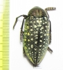 Julodis variolaris brendelli  Iran, Sistan prov. - INSECTS-STORE.RU