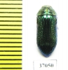 Buprestidae sp.  South Africa Rep. - INSECTS-STORE.RU