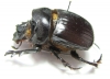 Heliocopris antenor  Togo - INSECTS-STORE.RU