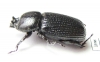 Phileurini sp.  Panama - INSECTS-STORE.RU