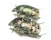 Protaetia karelini  Russia, Volgograd reg. - INSECTS-STORE.RU