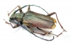 Scatopyrodes iris  Mexico 29mm - INSECTS-STORE.RU