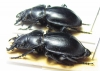 Callisthenes kuschakewitschi plasoni  Kirgizstan - INSECTS-STORE.RU