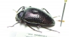 Amarygmus baagi  Indonesia, Papua - INSECTS-STORE.RU