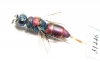 Chrysididae sp.  Russia, Moscow reg. - INSECTS-STORE.RU