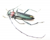 Aromia moschata ambrosiaca, male  Azerbaijan - INSECTS-STORE.RU