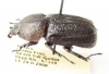 Dynastinae sp.  Peru - INSECTS-STORE.RU