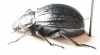 Cryptobrachys crassecostata, female  Malaysia, Borneo - INSECTS-STORE.RU