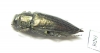 Gyascutus dianae  USA - INSECTS-STORE.RU