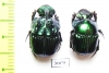 Phanaeus daphnis, pair  Mexico - INSECTS-STORE.RU