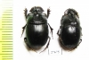 Copris sp.  South Africa Rep. - INSECTS-STORE.RU