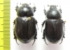 Dynastinae sp.  Peru - INSECTS-STORE.RU