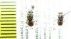 Chrysididae sp.  Russia, Moscow reg. - INSECTS-STORE.RU