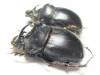 Copris sp.  South Africa Rep. - INSECTS-STORE.RU