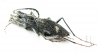 Dromica ? mauchi  Zambia - INSECTS-STORE.RU