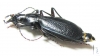 Carabus (Tribax) circassicus abasinus  Abkhazia - INSECTS-STORE.RU