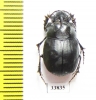 Copris sp.  Zimbabwe - INSECTS-STORE.RU
