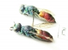 Chrysididae sp.  Russia, Moscow reg. - INSECTS-STORE.RU