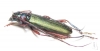 Aromia moschata cruenta, male  Tajikistan - INSECTS-STORE.RU