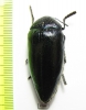 Sternocera orissa ssp.  Angola - INSECTS-STORE.RU