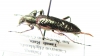 Gigantopigeus sp.  Malaysia - INSECTS-STORE.RU