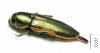 Thrincopyge ambiens  USA - INSECTS-STORE.RU