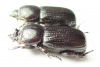Phileurini sp., pair  Panama - INSECTS-STORE.RU