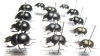 Lethrus nuratavicus, elisae, inermis, microbuccis, pygmaeus, bituberculatus, tuberculifrons - INSECTS-STORE.RU