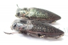 Lampetis sp.  Ethiopia - INSECTS-STORE.RU